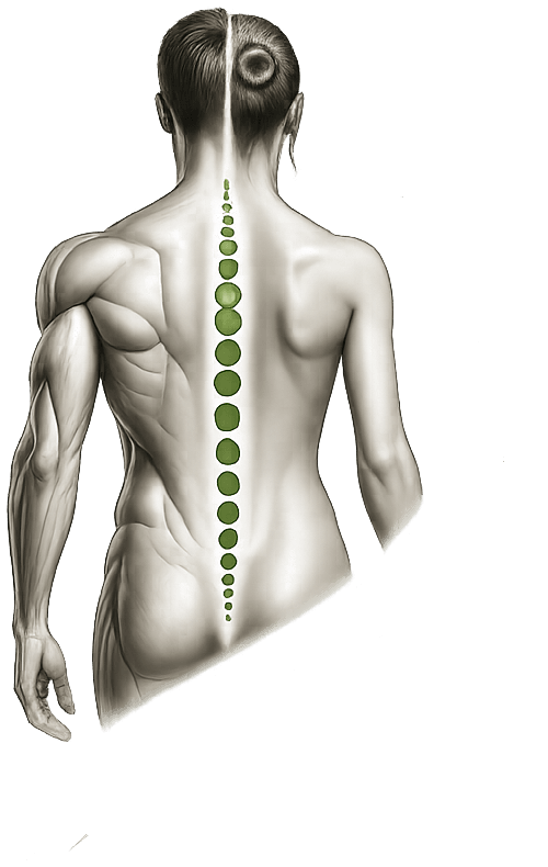 Anatomische Rückenfigur aus dem RevitaMove-Logo